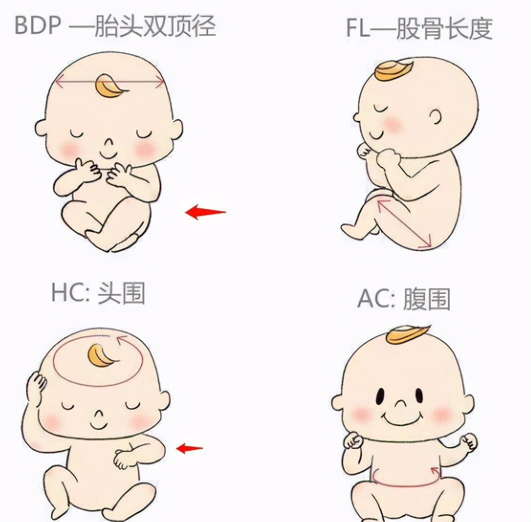 少数宝妈会把胎宝的双顶径和头围弄混,其实两个数据的差异很大.