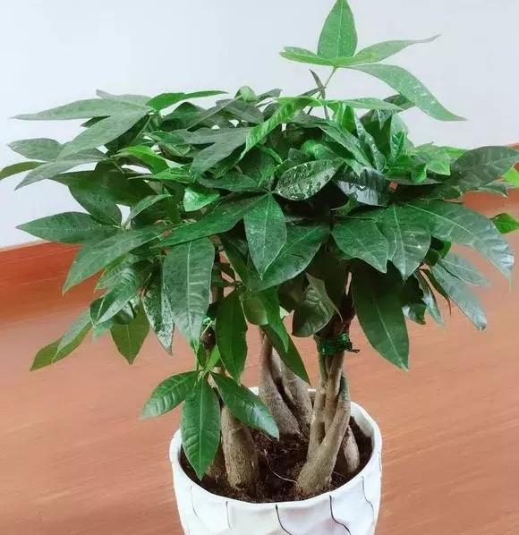大发财树怎么养叶子发黄 5399aa2da19f4948b61eb6a9514d3508.jpeg