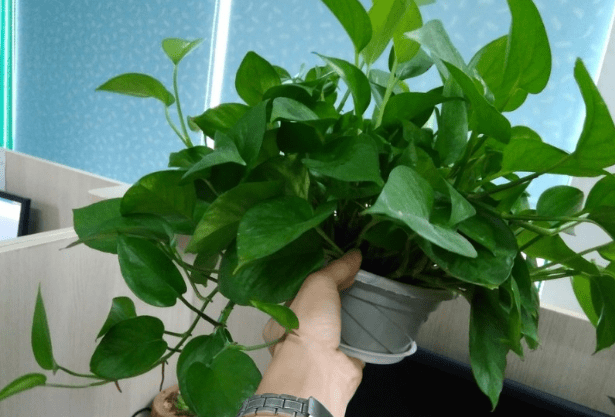 怎么养花才能养得好绿萝 584d306014474645b4d26ecfeed32291.png