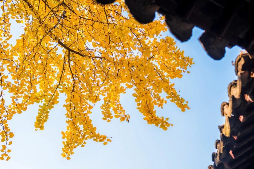 10月底至11月,是蒙顶山千年古银杏群最美丽最迷人的时候.