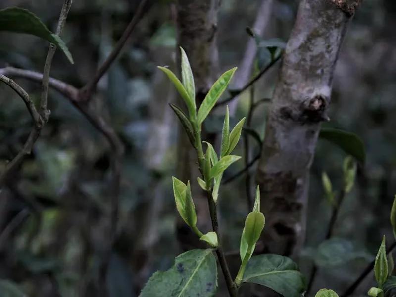 白茶|你喝到过粘稠感么?在老白茶的茶汤里