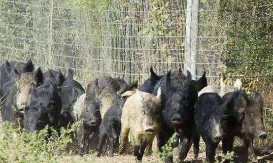 美国野猪数量有多少 0d1dd738f5e64b49b880e9b472d43b22.jpeg