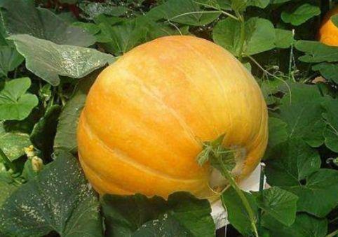 怎么晒南瓜片才好 86fe76fe5c6246b2b04aed7f148f7018.jpeg