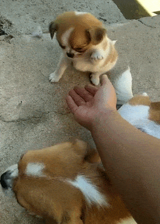c930bb6565474f859f3f88400d30887e.gif
