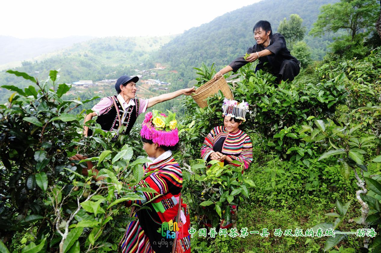 勐海县的茶山与采茶人(勐海县 供图)