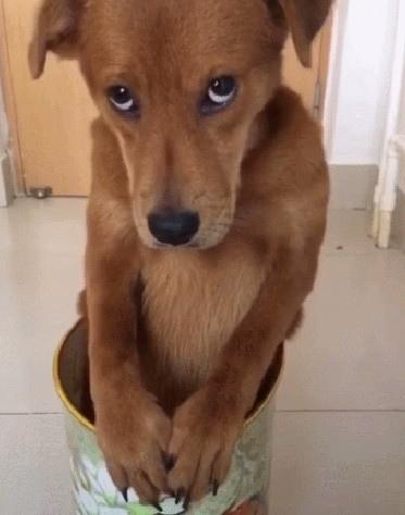 怎么教狗狗不翻垃圾桶 66c75bdac247491d918318a19de5a1db.jpeg