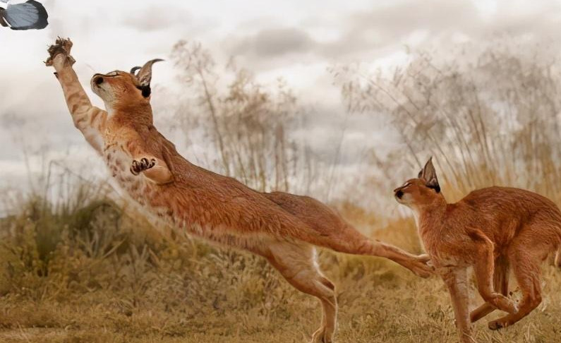 小宵虎南ssis-308