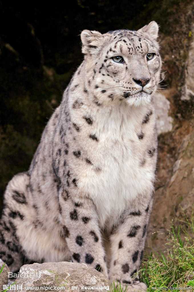 历史上的今天雪山之王是谁它生命力极强与大熊猫一般珍贵