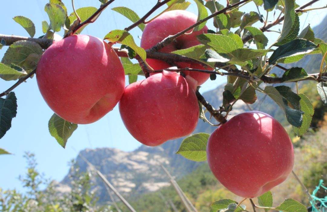 苹果的种类繁多 98cc61567ead4b789c685eec0f83113e.jpeg