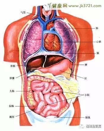人体内脏器官结构分布图详解