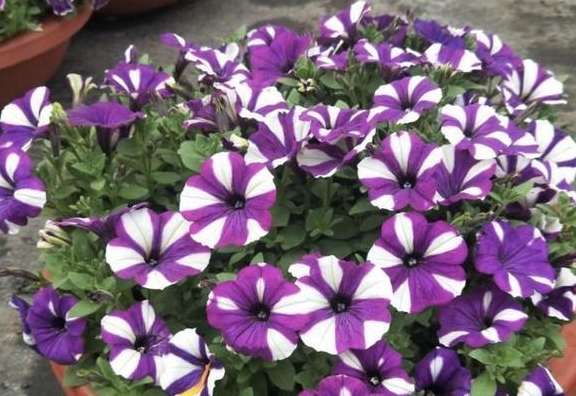 哪些花在夏季开花 a2dd9595e9904130b6d35ecd7e569f87.jpeg