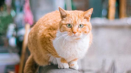 怎么挑选小猫性格 be48fbc681b54a04a90584840ed7fa5f.jpeg