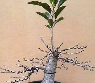 怎么才能快速背完丁香结 3daa8393723b4e5dbb6cf0bc18a38169.jpeg