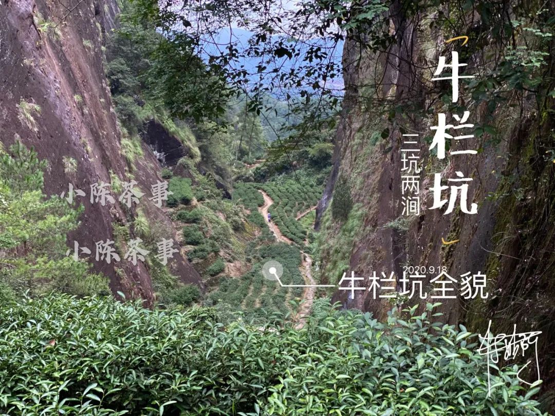 云南茶农人口_云南茶农采茶图