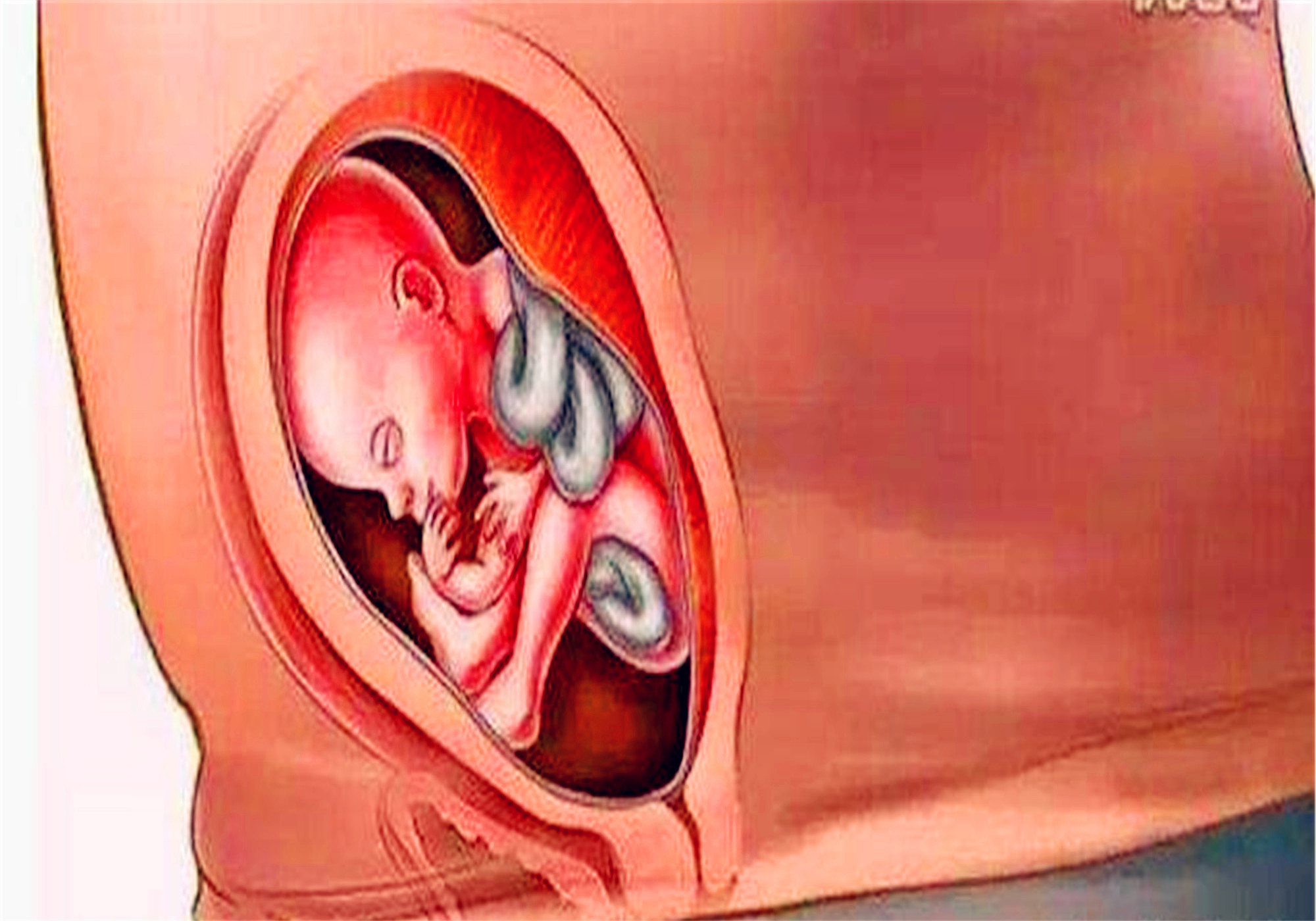 十张图带你看懂胎儿发育成型全过程,孕妈们挺不容易的