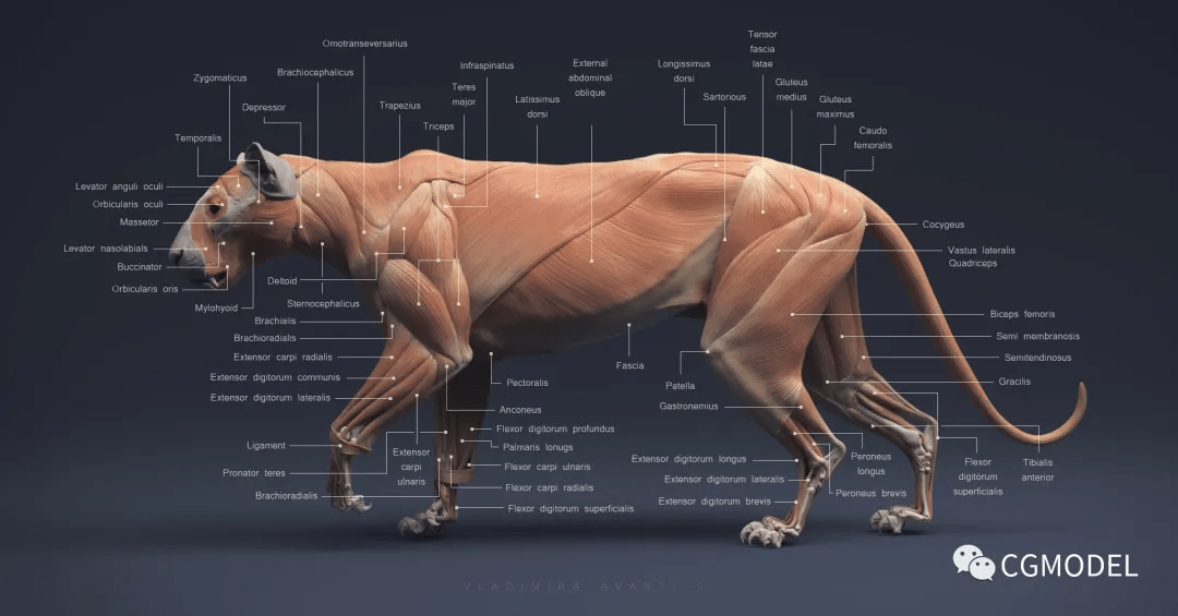 图书馆典藏的艺用动物解剖集pdf制作动物模型的重要资料