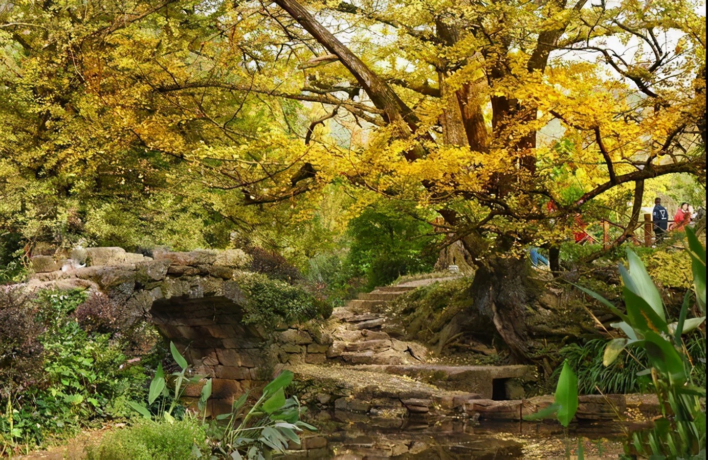 贵州也有银杏村,藏在大山深处的赏秋圣地,寻觅秋天最美景色_手机搜狐