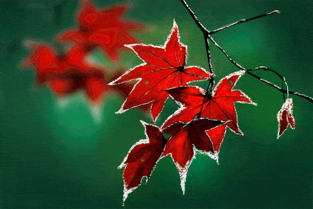 霜降过后,枫树,黄栌树等树木在秋霜的抚慰下,开始漫山遍野地变成红