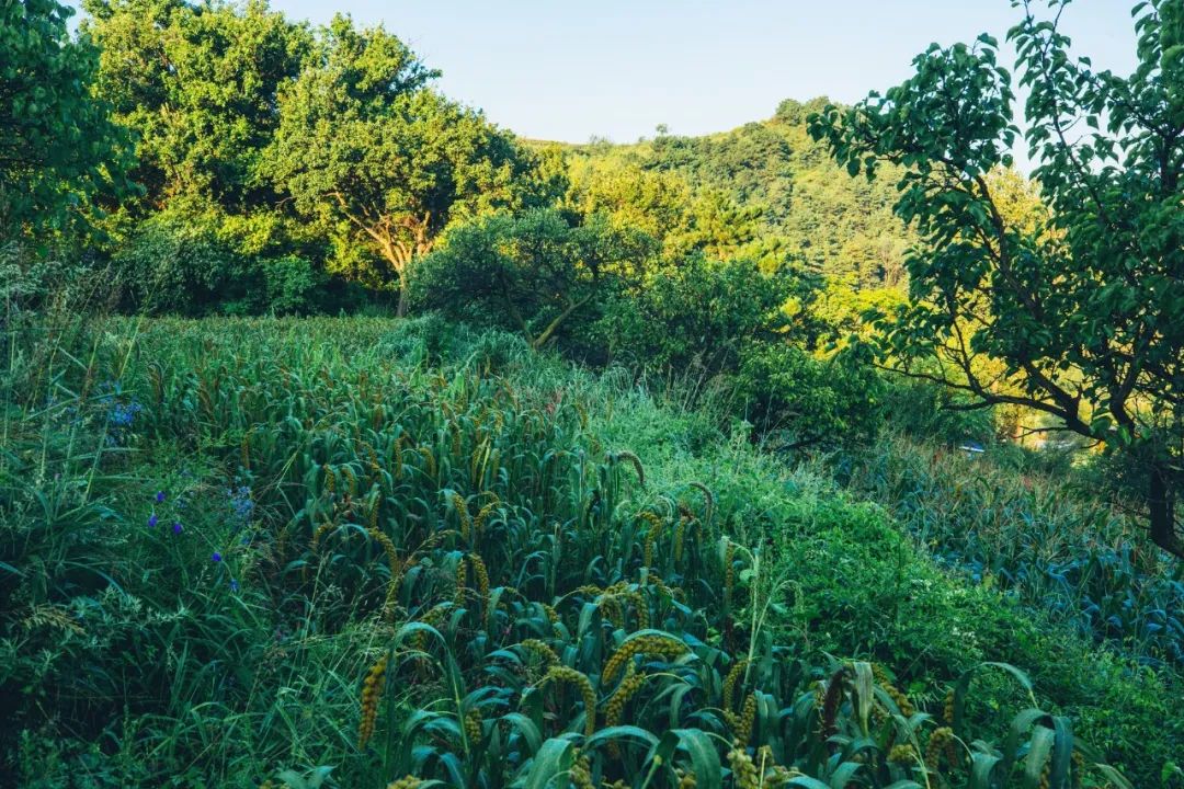 小米|150天修炼期只为这一碗米油浓稠小米粥延庆山地小米十月秋收