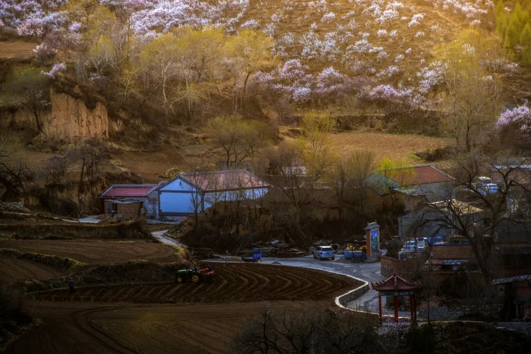 小米|150天修炼期只为这一碗米油浓稠小米粥延庆山地小米十月秋收