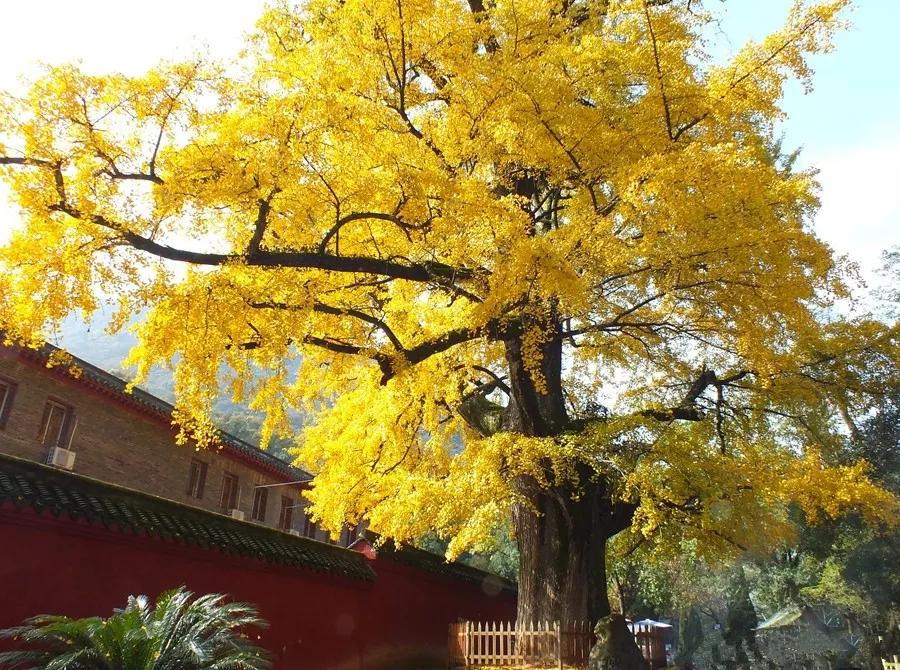 山上的玉泉寺有两棵超过1200年的唐代古银杏树,金黄的树叶与寺庙相互