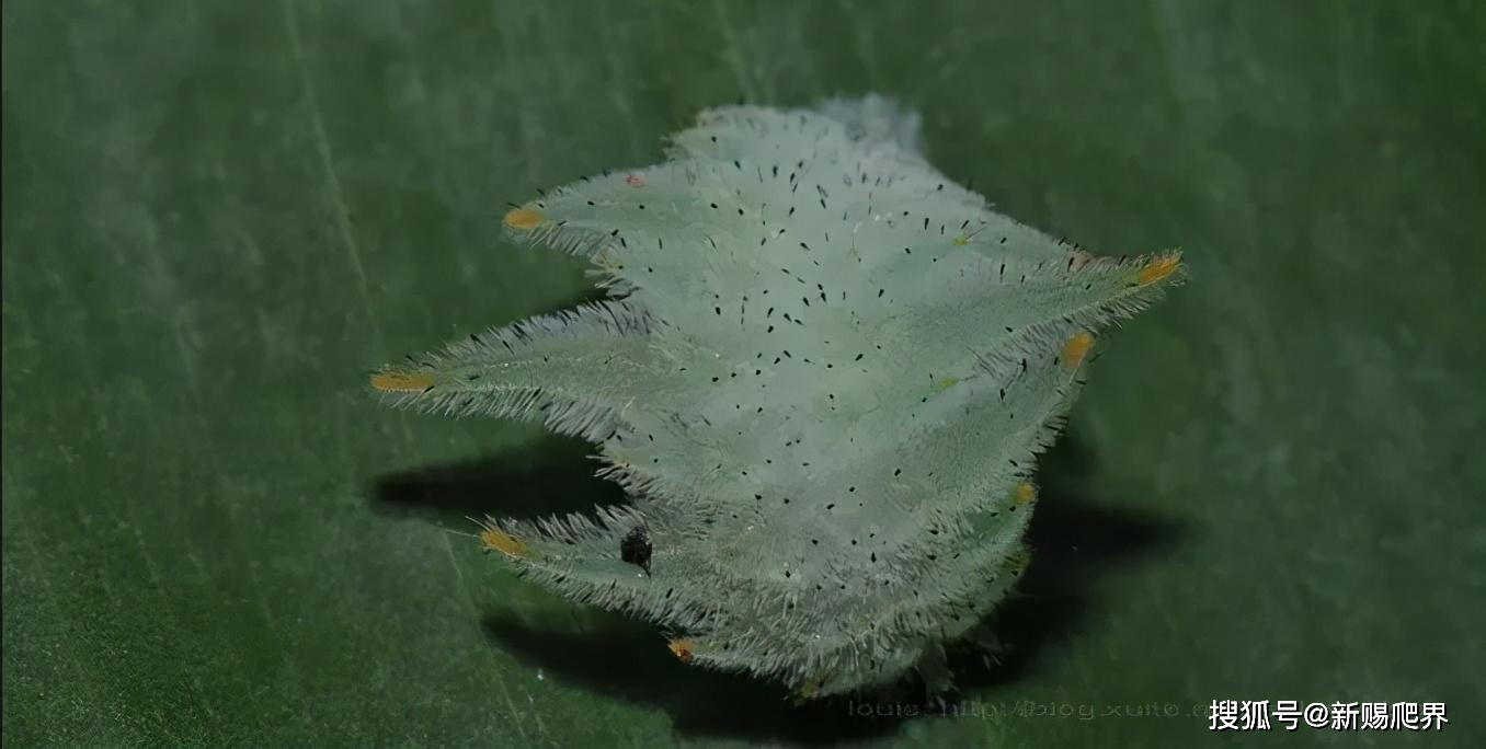 没错,这也是毛毛虫,而且是刺蛾科有毒的毛毛虫,羽化后腿部还有白色的