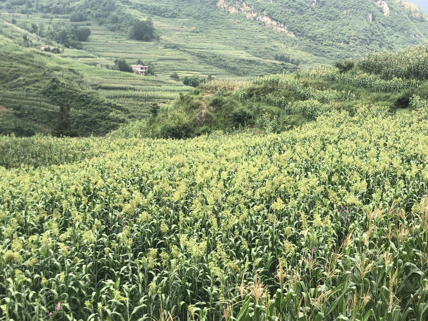 中国宣威人口_宣威火腿图片(2)