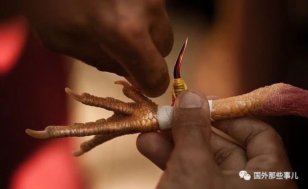 克里斯蒂安|男警察执行任务，竟被一只鸡杀死