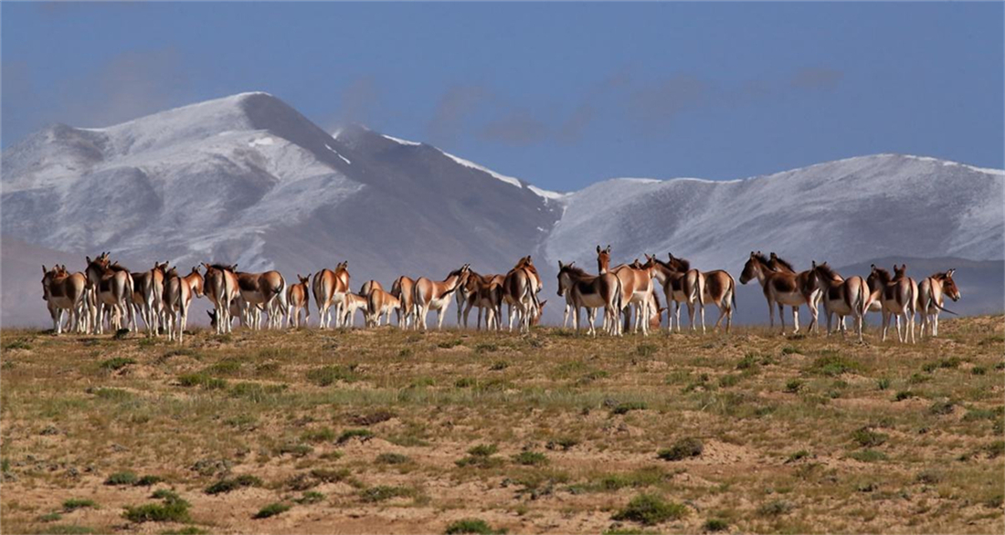 这里是生命禁区？野骆驼抢水源，野牦牛雪地打架，藏野驴忙摆pose_阿尔金山