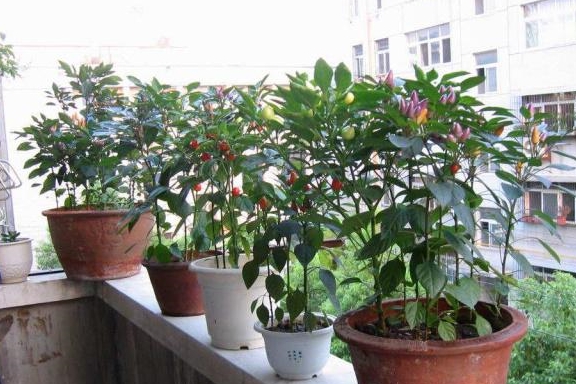 怎么养花才能长得茂盛 69a85986885a475d9ce5c4200c7244c6.jpeg