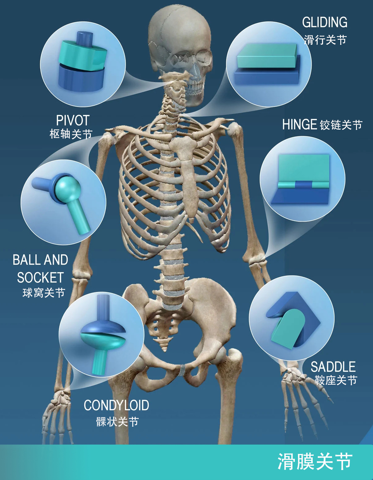 关节的结构及关节活动范围分类