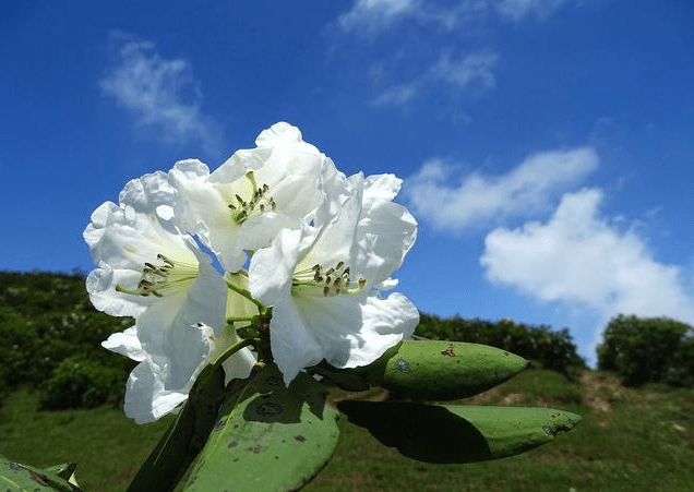 湘潭市花之争