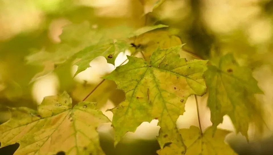 摩托罗拉也想在智能家居分杯羹,市场谈何容易?-家电圈官网