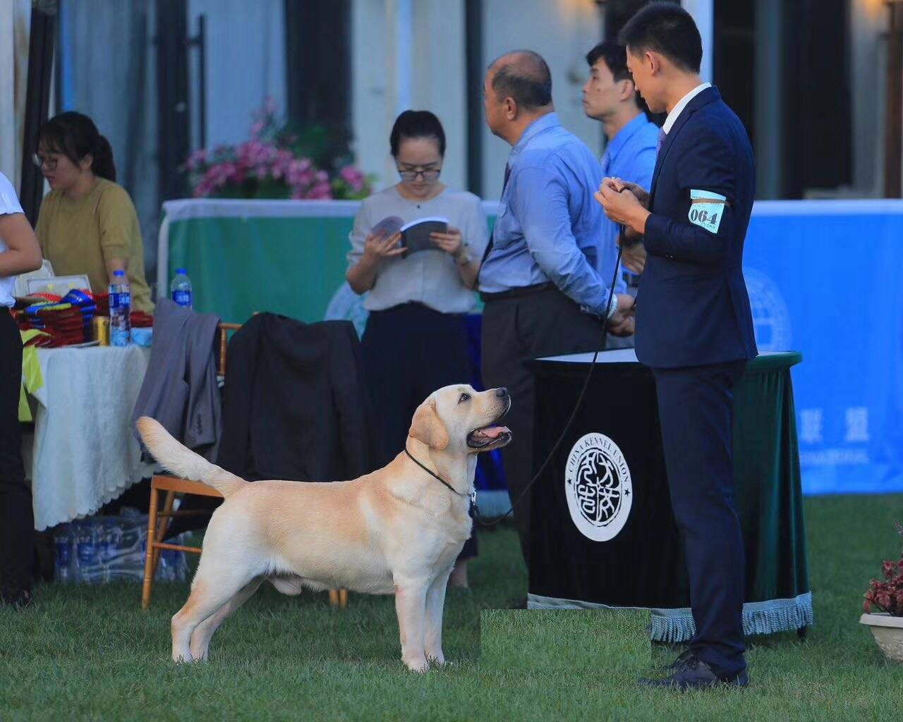 我们平日里非常喜欢看的冠军犬拉布拉多则更加漂亮一些,看起来也更"