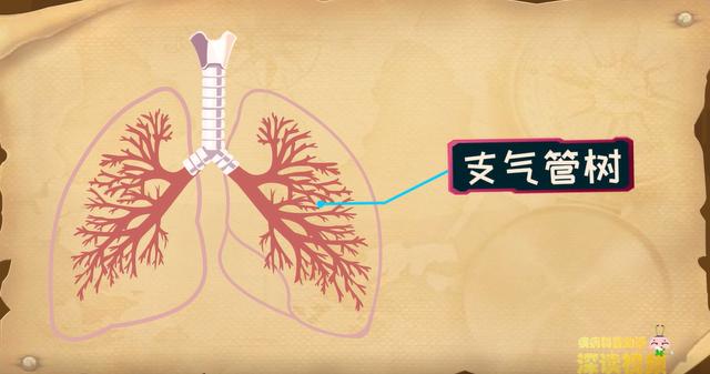 原创支气管为啥发炎不停咳嗽背后真相是啥慢支发病机制动漫版