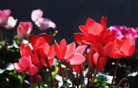 夏天种什么花秋天开花 467ef814b33b4798878891fb939c0a2c.jpeg