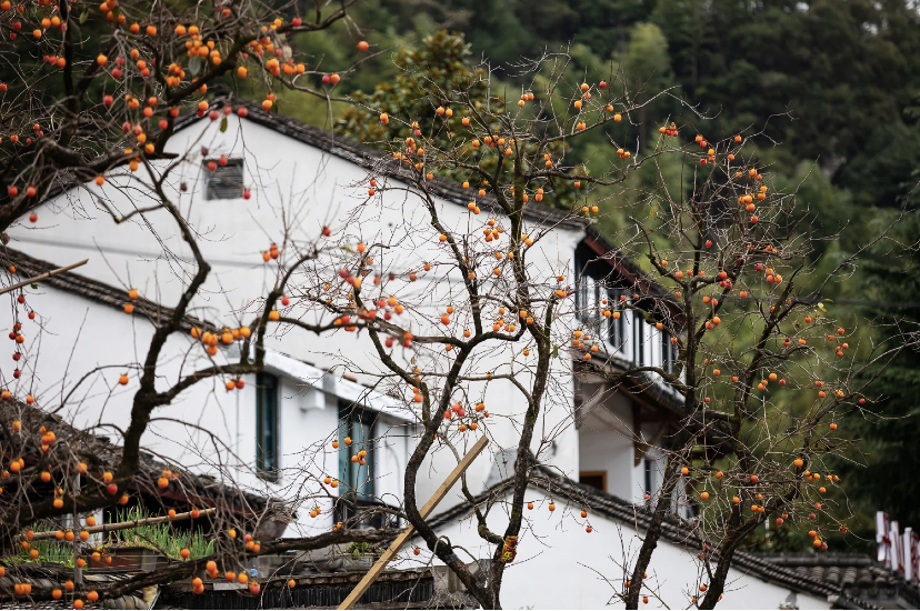 宁波秋游好去处，挂在枯枝上的颗颗柿子，红了这条江南古村_村子