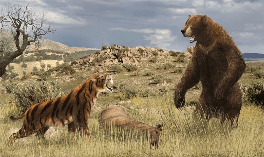 短面熊最重1.5吨,单挑恐狼群,从剑齿虎口中夺食