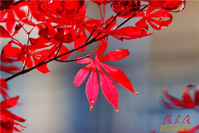 成语玉什么枝_玉势是什么图片