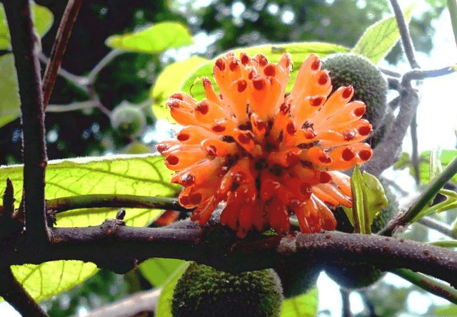 黄连杨梅猜成语_杨梅演员(2)