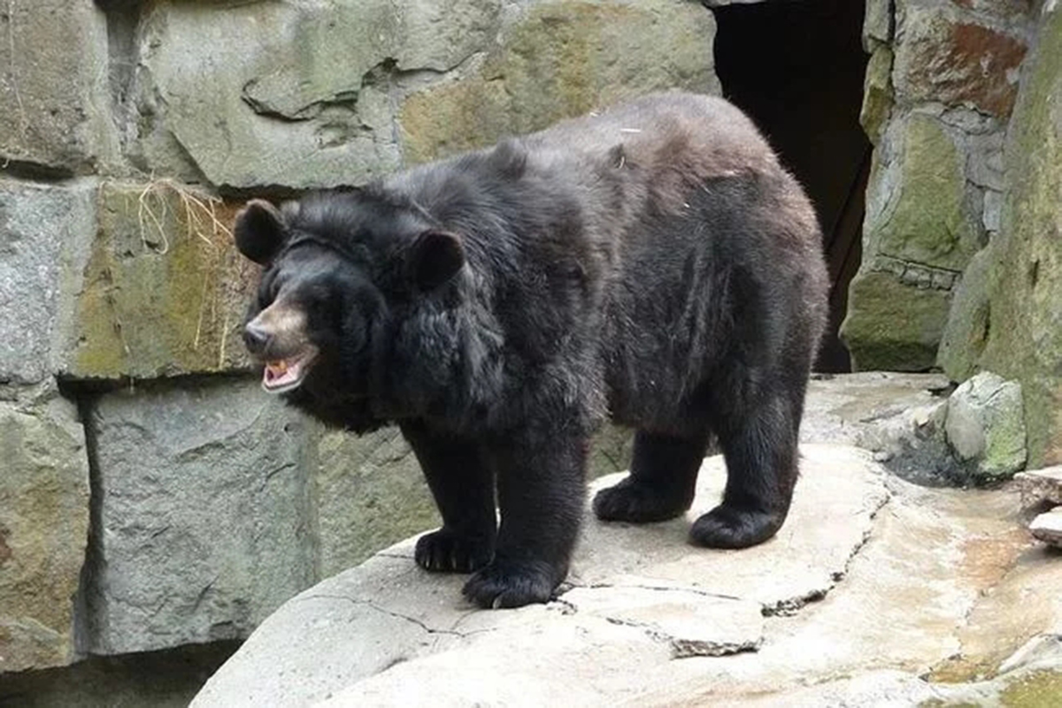 中年胖熊,优质熊 - 伤感说说吧