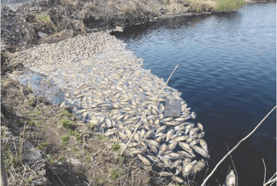 什么样的池塘 a7182e87676a4ee4aaf54eae8c3c589c.png