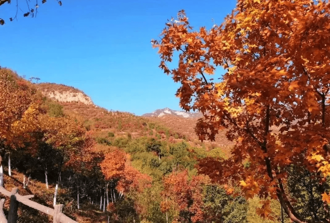 位于丰台区的千灵山公园, 又呈现出金秋迷人的景色.