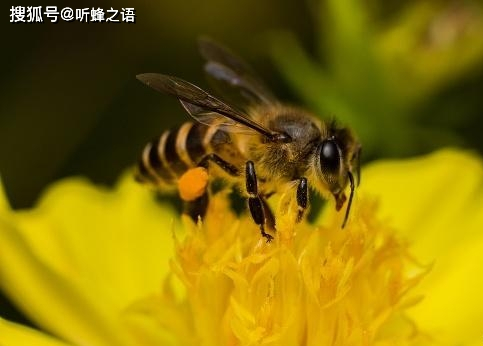 蜜蜂的所有疾病都跟