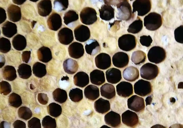 中蜂烂子病的预防和治疗,有种土方不仅成本低而且效果