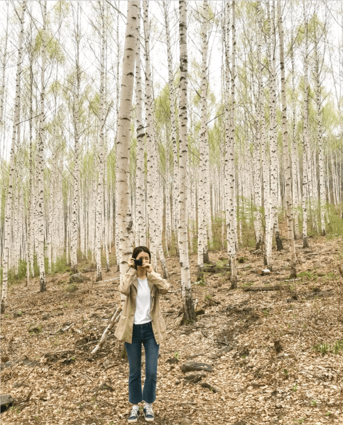 最大的白桦林生态群落 江原道麟蹄白桦林_桦树