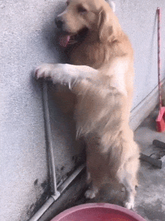 为什么叫二狗子 2f45bacac7014b95b3fa4563643587e0.gif