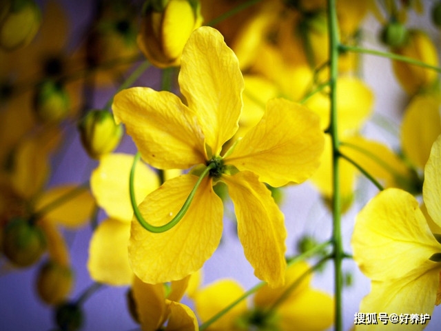 金链花:花开似"黄金雨",为什么无人敢养它?
