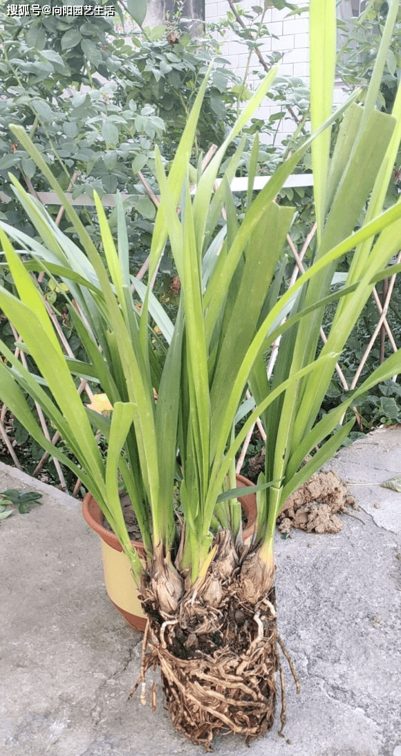 原创这种兰花与众不同叶子宽大春节前后开花花期开半年