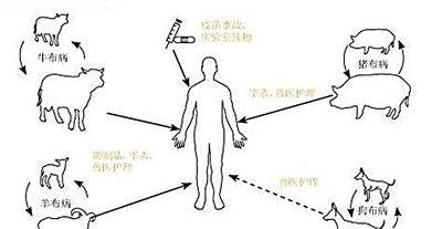 布病--(布鲁菌病)牛羊预防与治疗